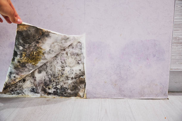 Best Mold Remediation for Specific Building Types in Gibsonton, FL